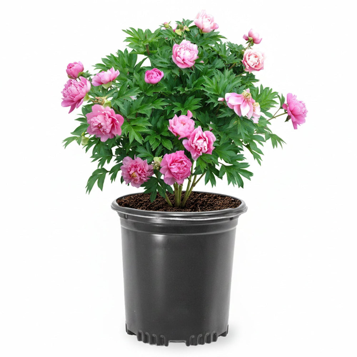 Expert Gardener 12-18" Peony Strawberry Swirl™ Live Tree in 1 gal. Grower Pot