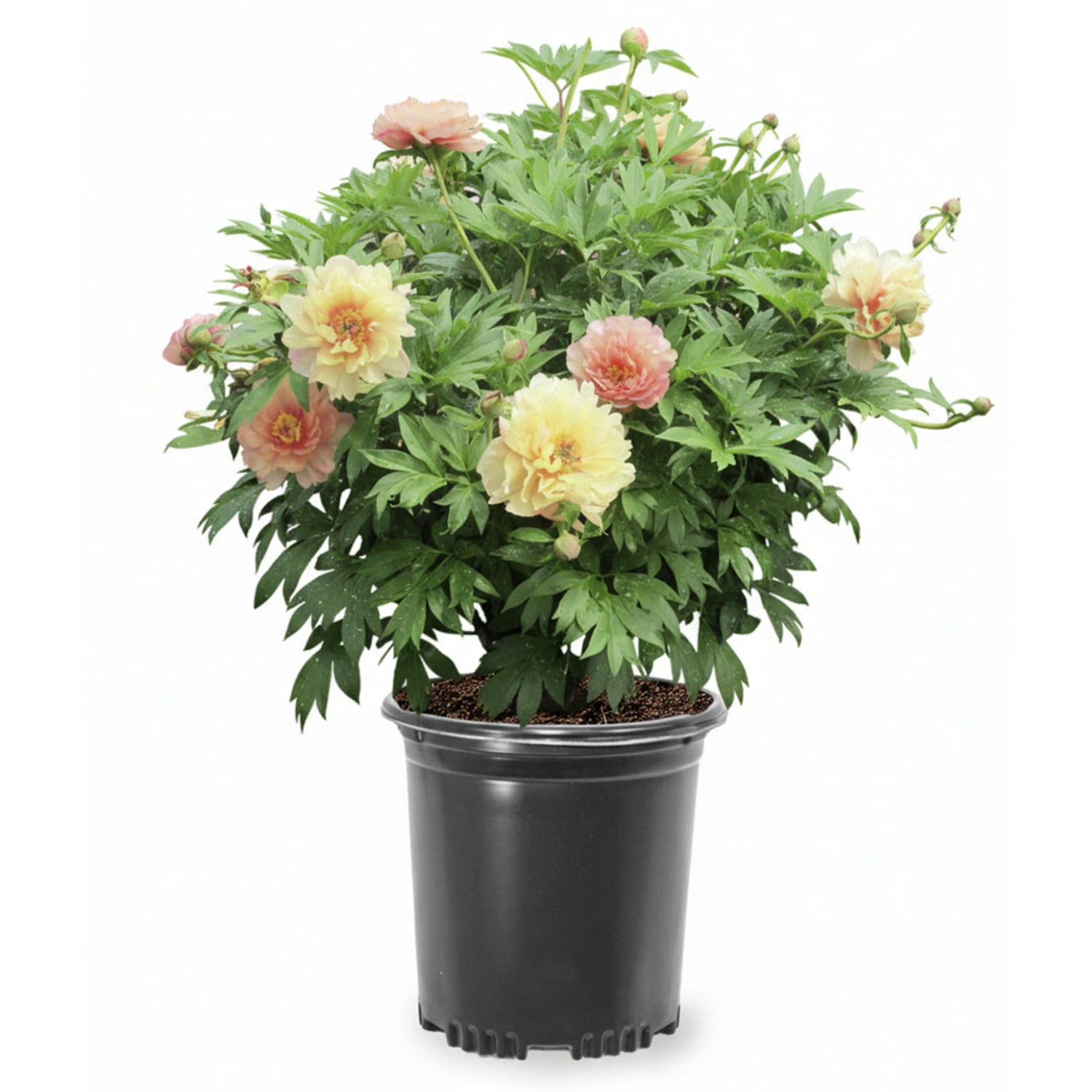 Expert Gardener 12-18" Peony Summer Sunset™ Live Tree in 1 gal. Grower Pot