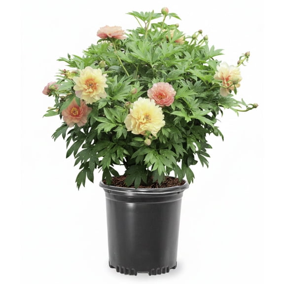 Expert Gardener 12-18" Peony Summer Sunset Live Tree in 1 gal. Grower Pot