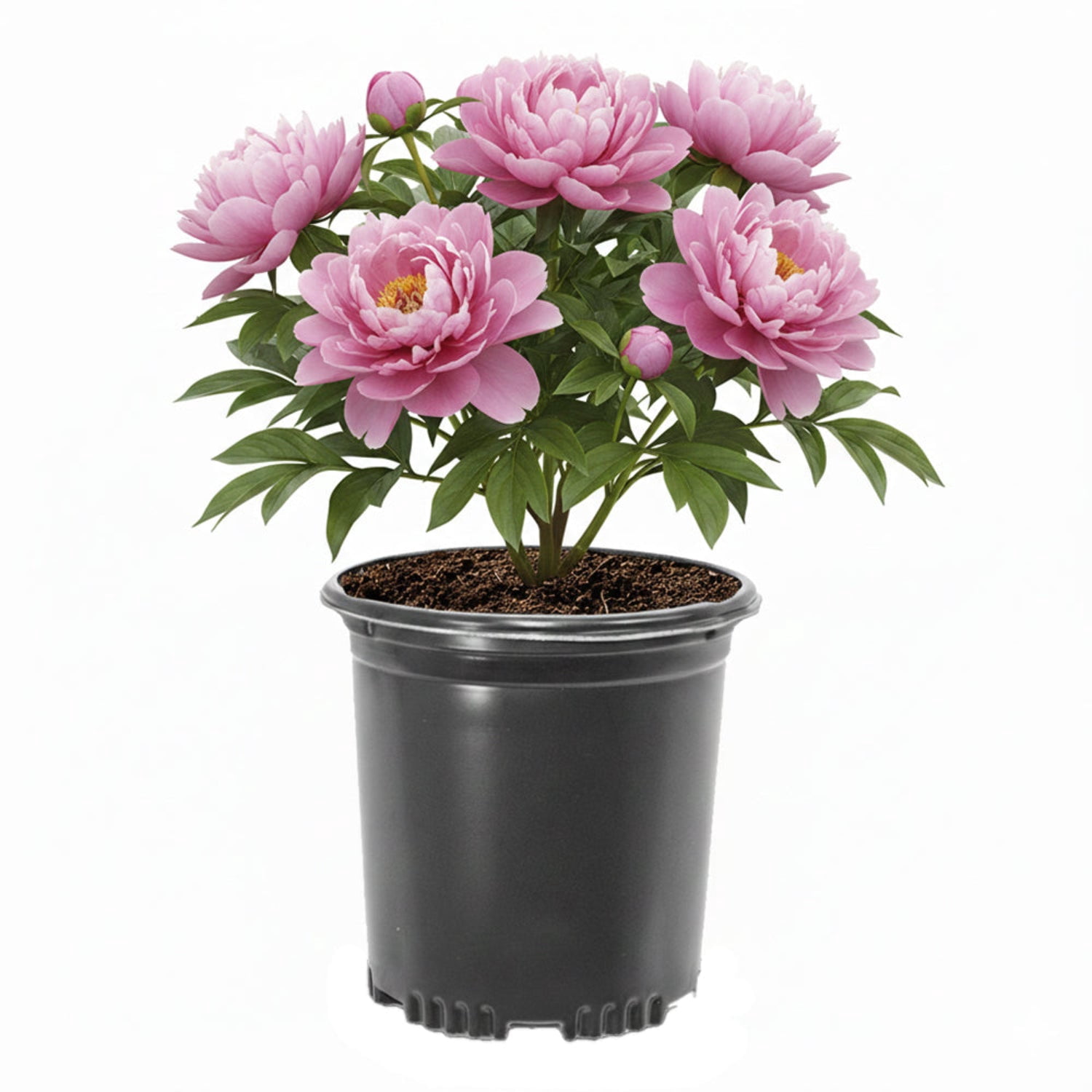 rectangular plant saucer Rectangular Ceramic Succulent Planter with Saucer, Black 14 Inches