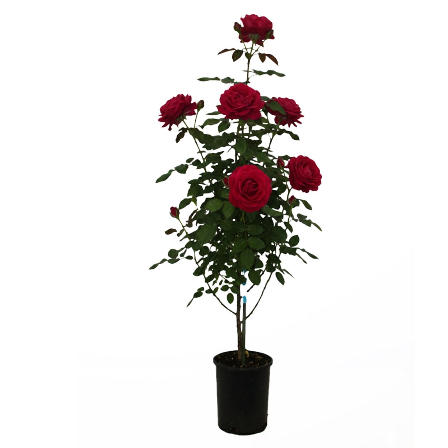 Expert Gardener 12-18" Showpiece™ Lipstick Fragrant Shrub Rose with Dark Pink Flowers Live Tree in 2 gal. Grower Pot
