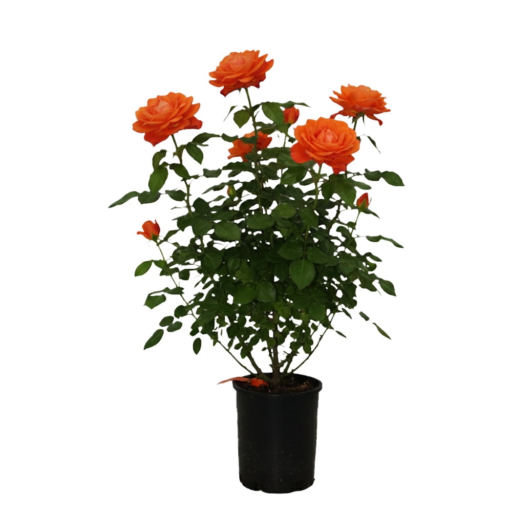 =Expert Gardener 12-18" Showpiece™ Orange Fragrant Shrub Rose with Orange Flowers Live Tree in 1 gal. Grower Pot