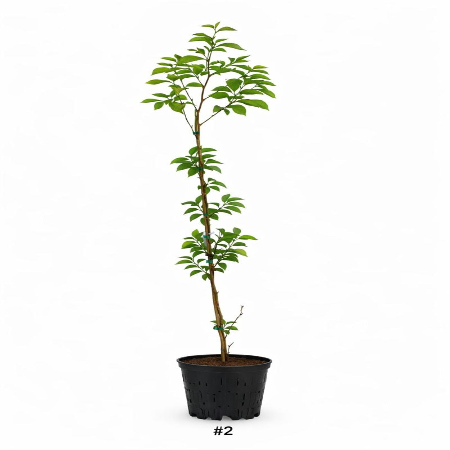 Expert Gardener 12-18" Stewartia Japanese Live Tree in 2 gal. Grower Pot