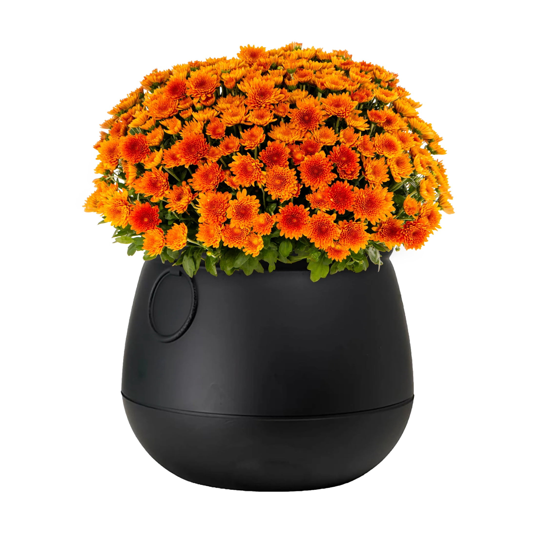 Expert Gardener 12" Orange Garden Mum Live Plant in Halloween Cauldron Planter