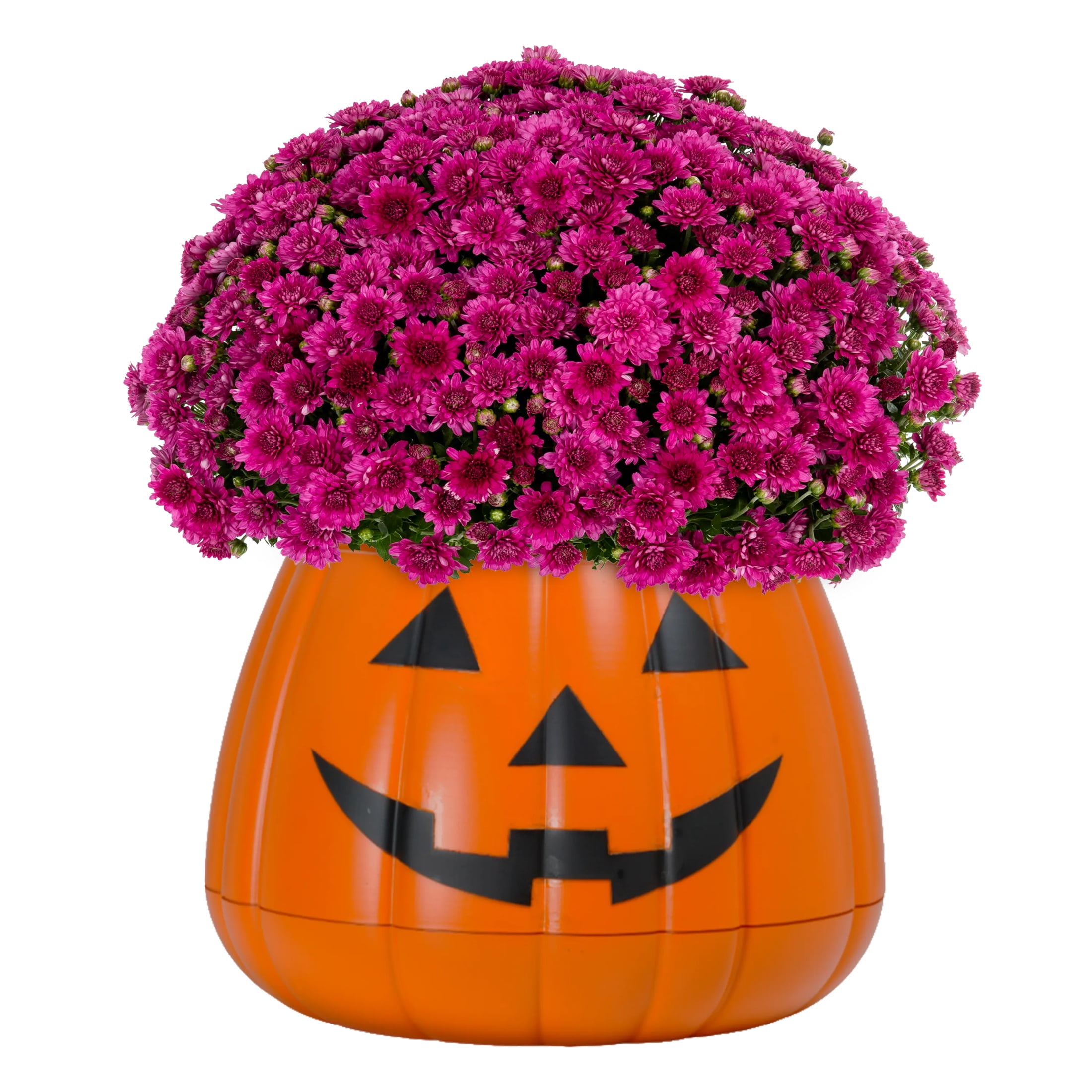 Expert Gardener 12" Purple Garden Mum Live Plant in Jack O'Lantern Planter
