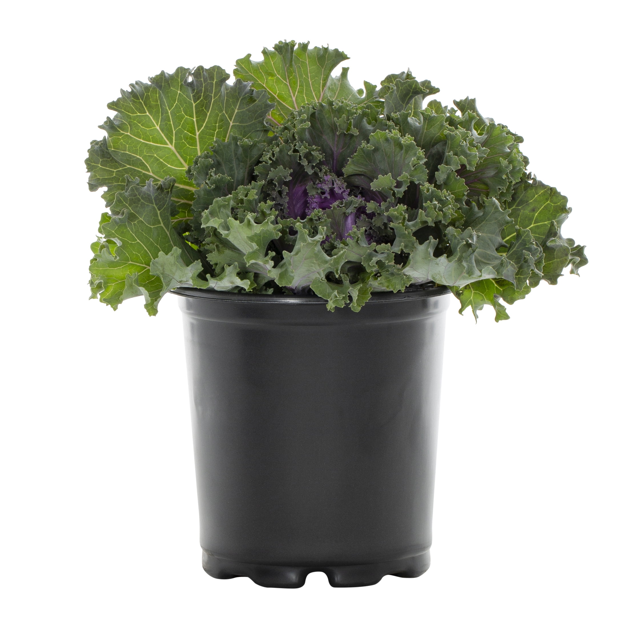 Expert Gardener 12" Purple Ornamental Kale Live Plants in Grower Pots (2 Count)