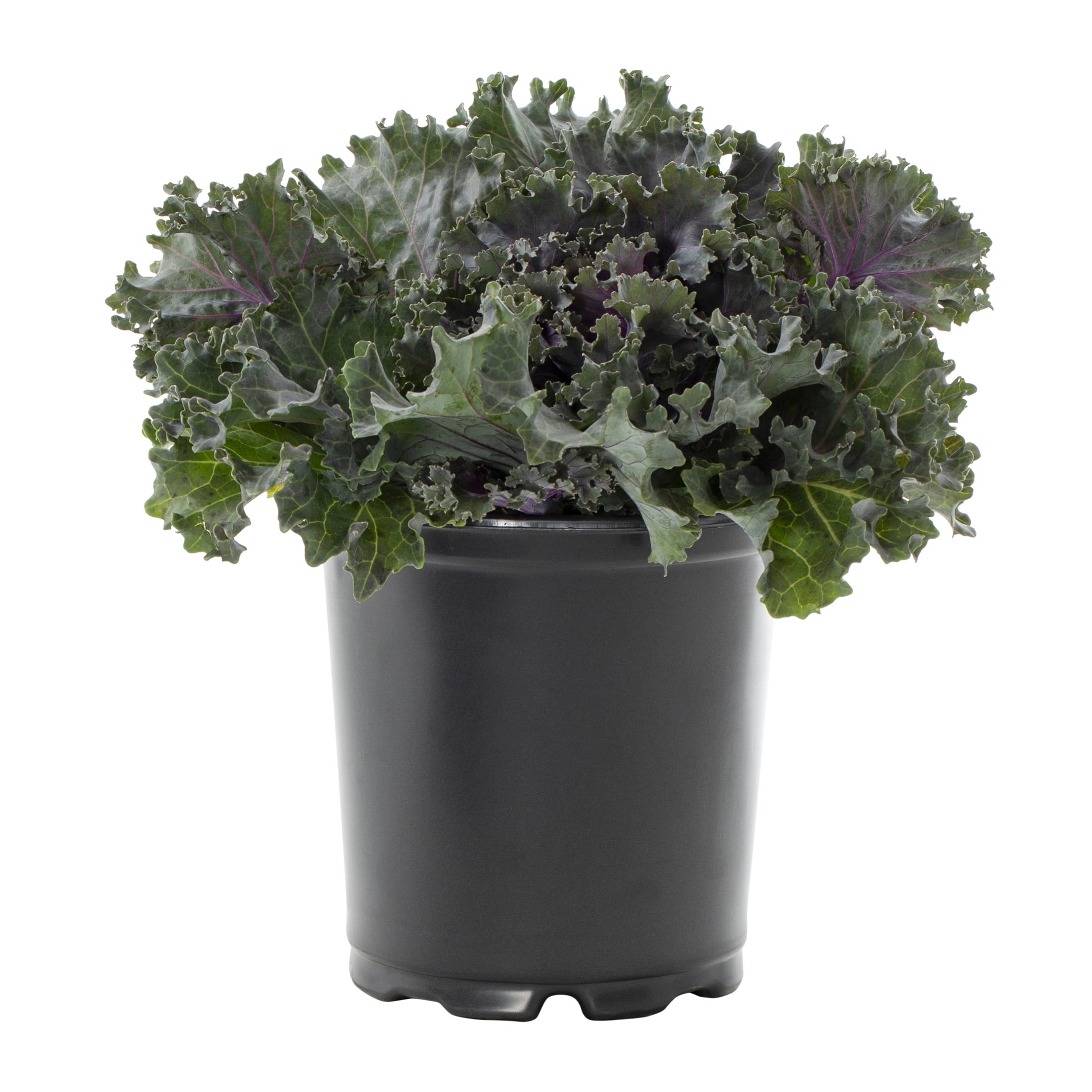 Expert Gardener 12" Red Ornamental Kale Live Plants in Grower Pots (2 Count)
