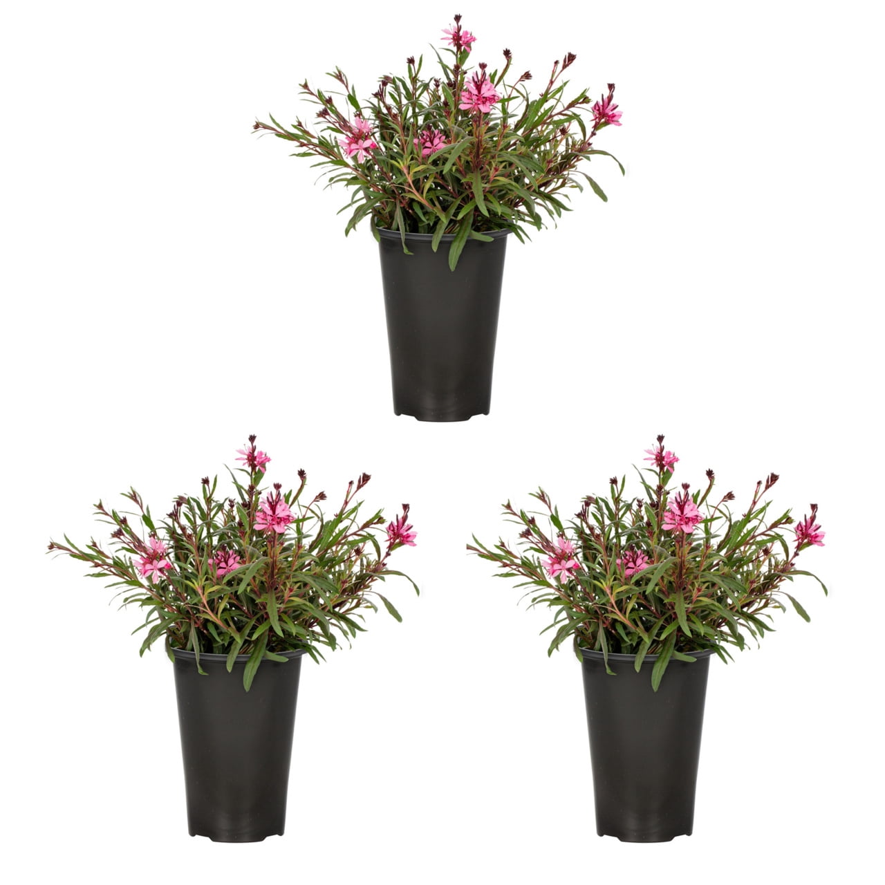 Expert Gardener 2.0QT Pink Gaura Live Perennial Plant Sun 3-Pack