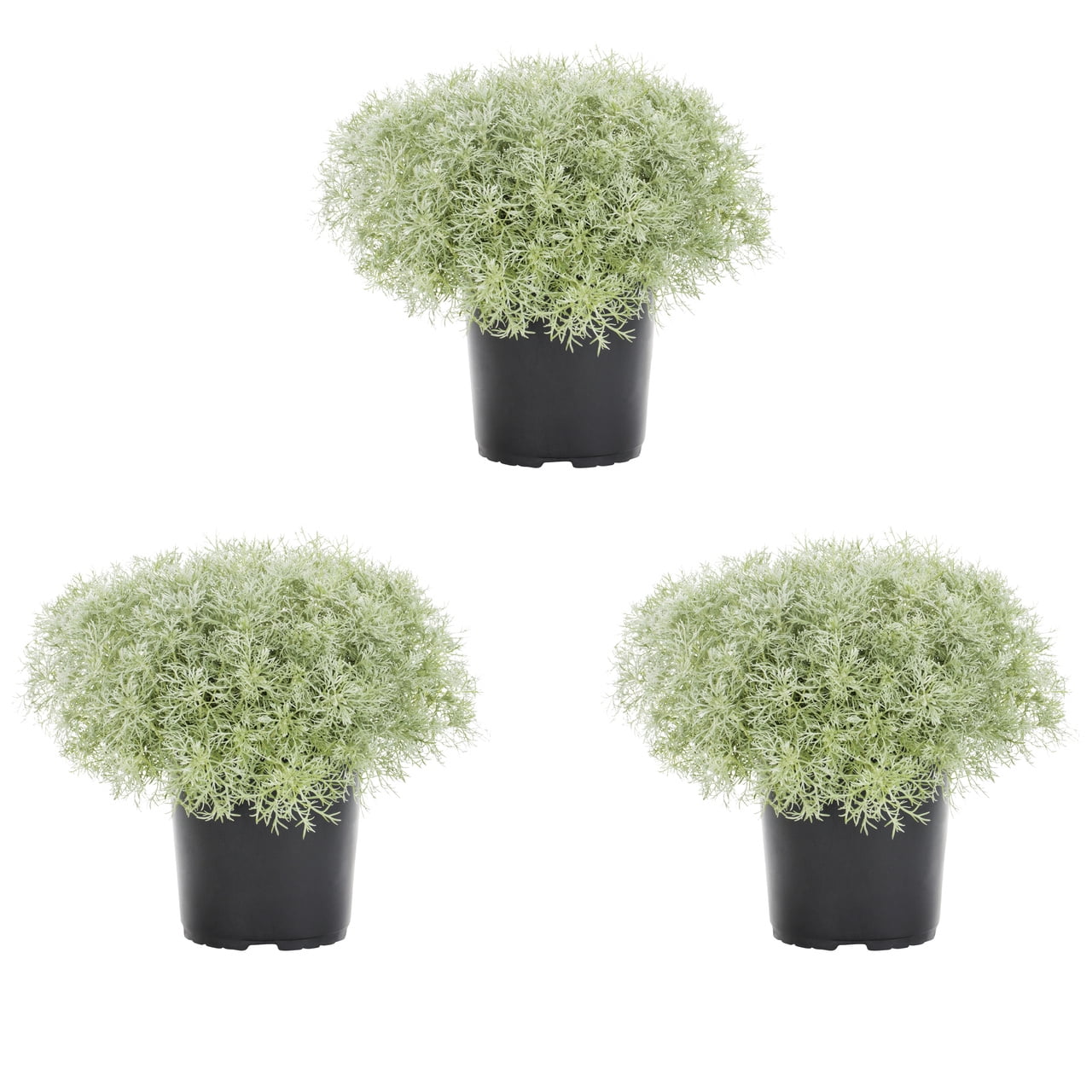 Silver Mound Artemisia 2 Quart Fragrant Perennial Plant Trio