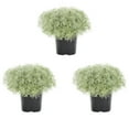 thumbnail image 1 of Expert Gardener 2.5QT Silver Artemisia Live Perennial Plant Sun 3-Pack, 1 of 5