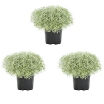 Expert Gardener 14" Silver Artemisia Live Plants Grower Pot (3 Count)