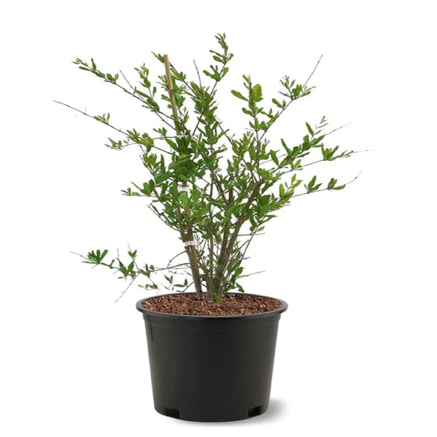 Expert Gardener 2-3 ft tall Parfianka Pomegranate Live Tree in 5-Gallon Grower Pot