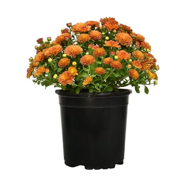 Expert Gardener 18" Bronze Chrysanthemums Live Plant Mums Flowers in 1 Gallon Grower Pot