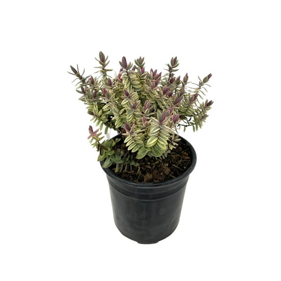 Expert Gardener 1G Hebe Silver Dollar Live Plants Full Sun Bicolor