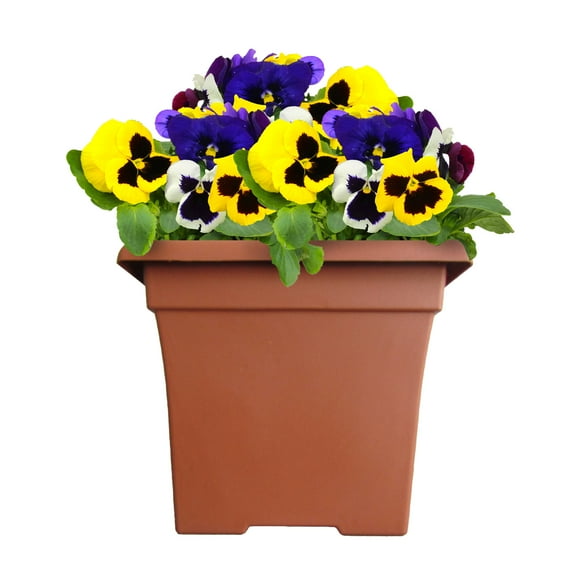 Expert Gardener 1G Mixed Colors Pansy Live Plant Decorative Pot