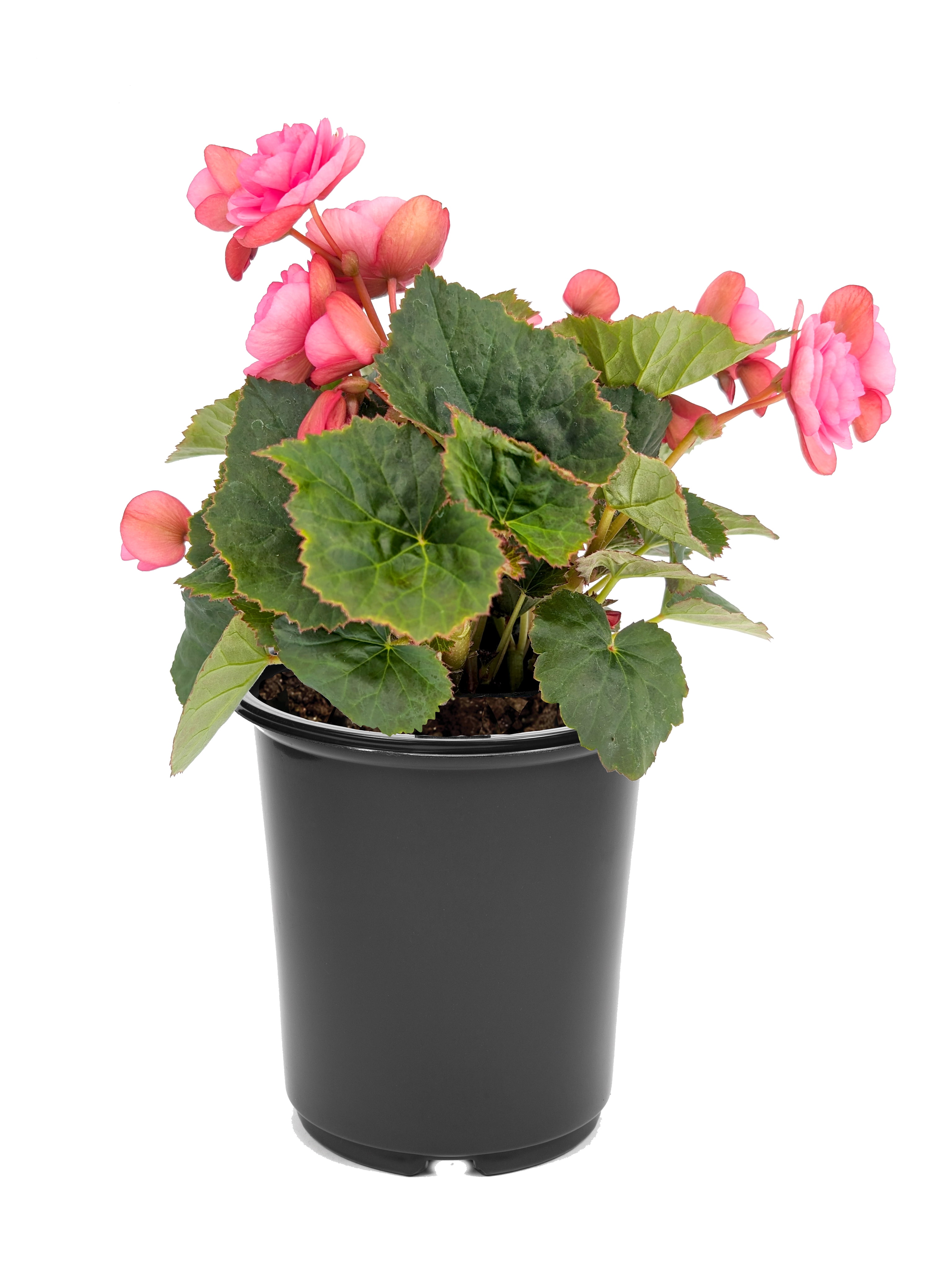 Expert Gardener 1 Gallon Premium Full Sun Mixed Annual Flowering Planter, Terracotta