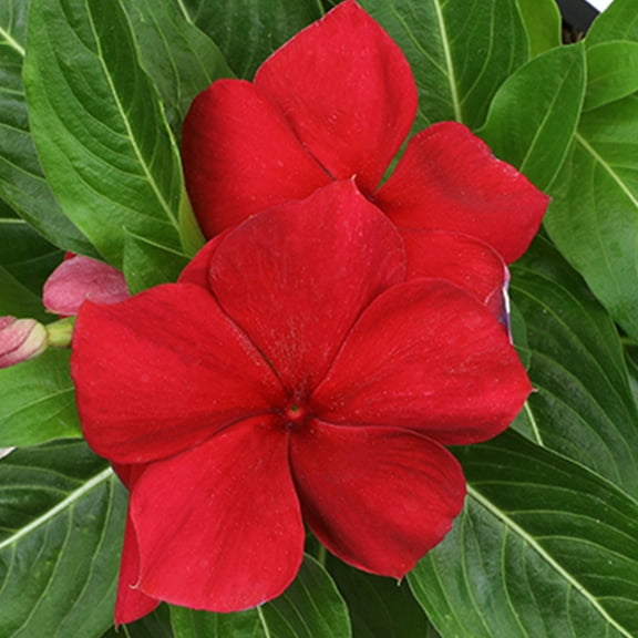 Expert Gardener 1G Vinca Angelonia Combo Live Plant Decorative Pot Sun
