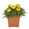 thumbnail image 1 of Expert Gardener 1gal Yellow Marigold Live Annual Plant Decorative Pot Sun, 1 of 6
