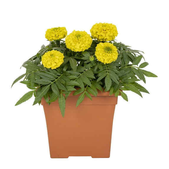 Expert Gardener 1gal Yellow Marigold Live Annual Plant Decorative Pot Sun