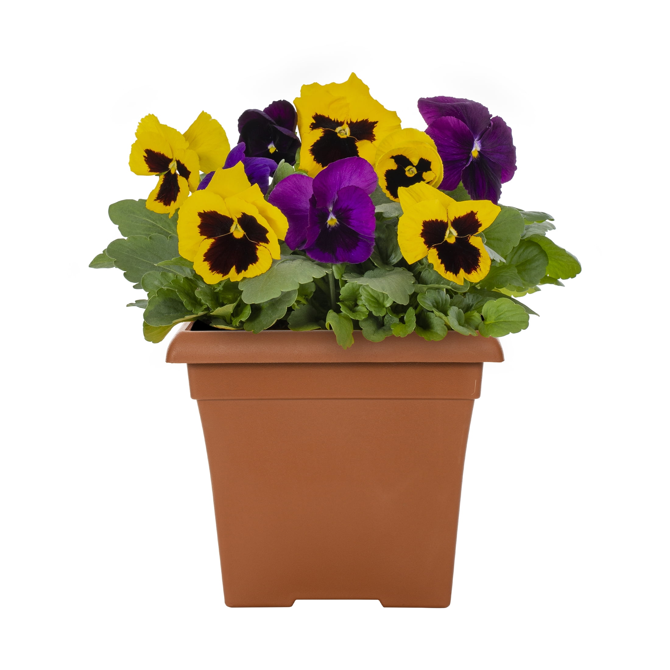Expert Gardener 1gal Blue Yellow Pansy Live Annual Plant Decorative Pot Sun