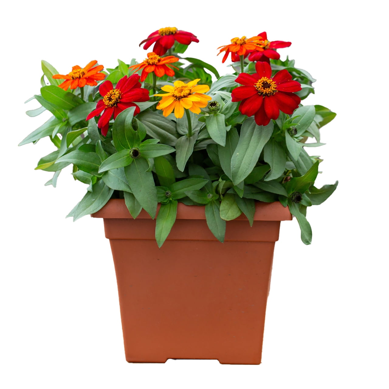 Expert Gardener 1 gal Multicolor Zinnia Live Annual Plant