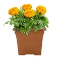 thumbnail image 1 of Expert Gardener 1gal Orange Marigold Live Annual Plant Decorative Pot Sun, 1 of 7