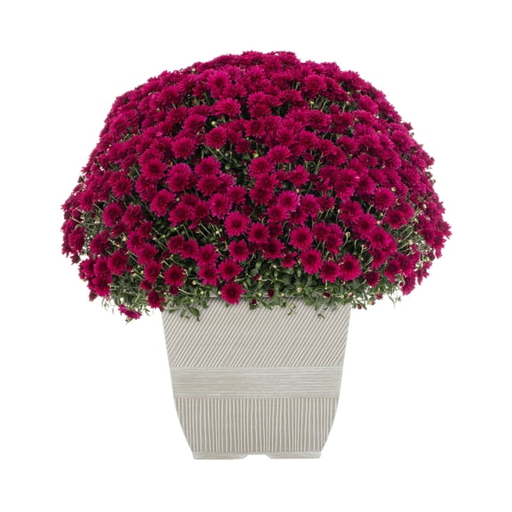 Expert Gardener 24" Pink Chrysanthemum Live Plants in 1GAL Decorative Pot Full Sun