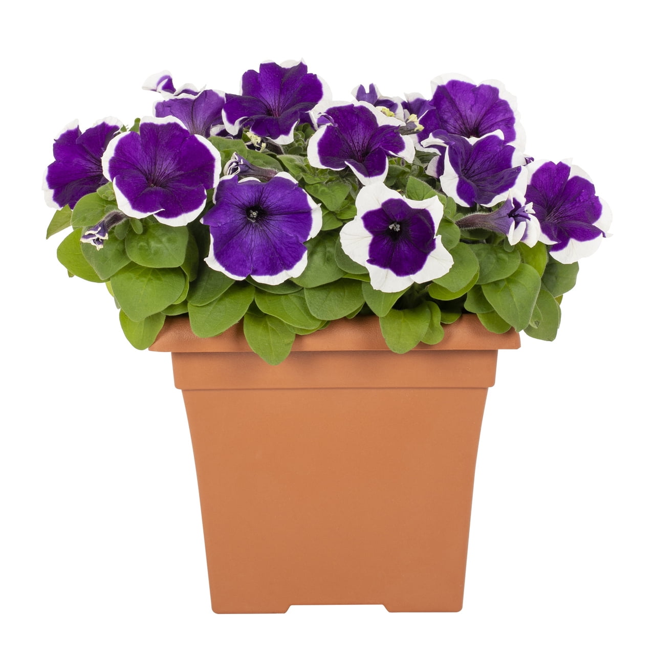 Expert Gardener 1gal Purple White Petunia Live Annual Plant Decorative Pot Sun