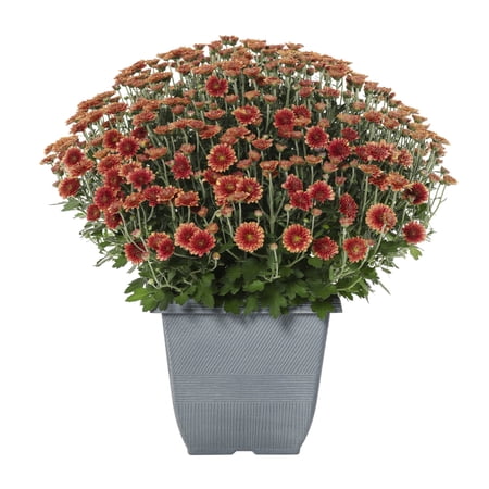 Expert Gardener 1Gal Red Garden Mum Live Plant in Decorative Pot, Mums Fall Flower