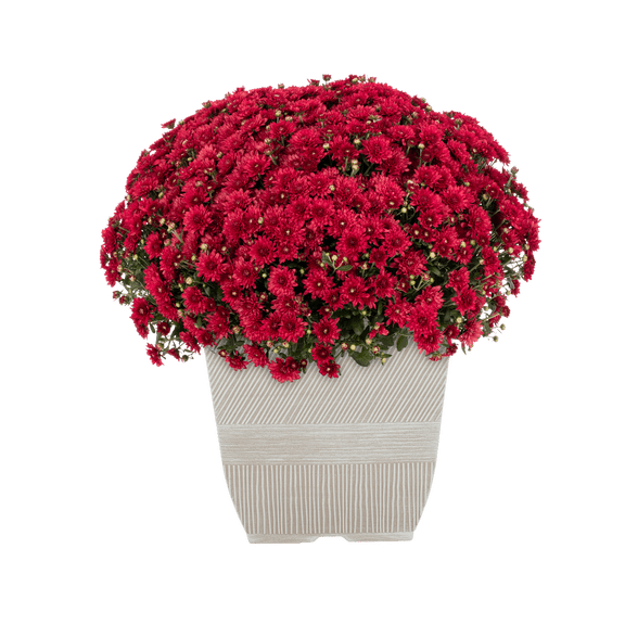 Expert Gardener 1Gal Red Garden Chrysanthemum Plant Decorative Square Pot Sun