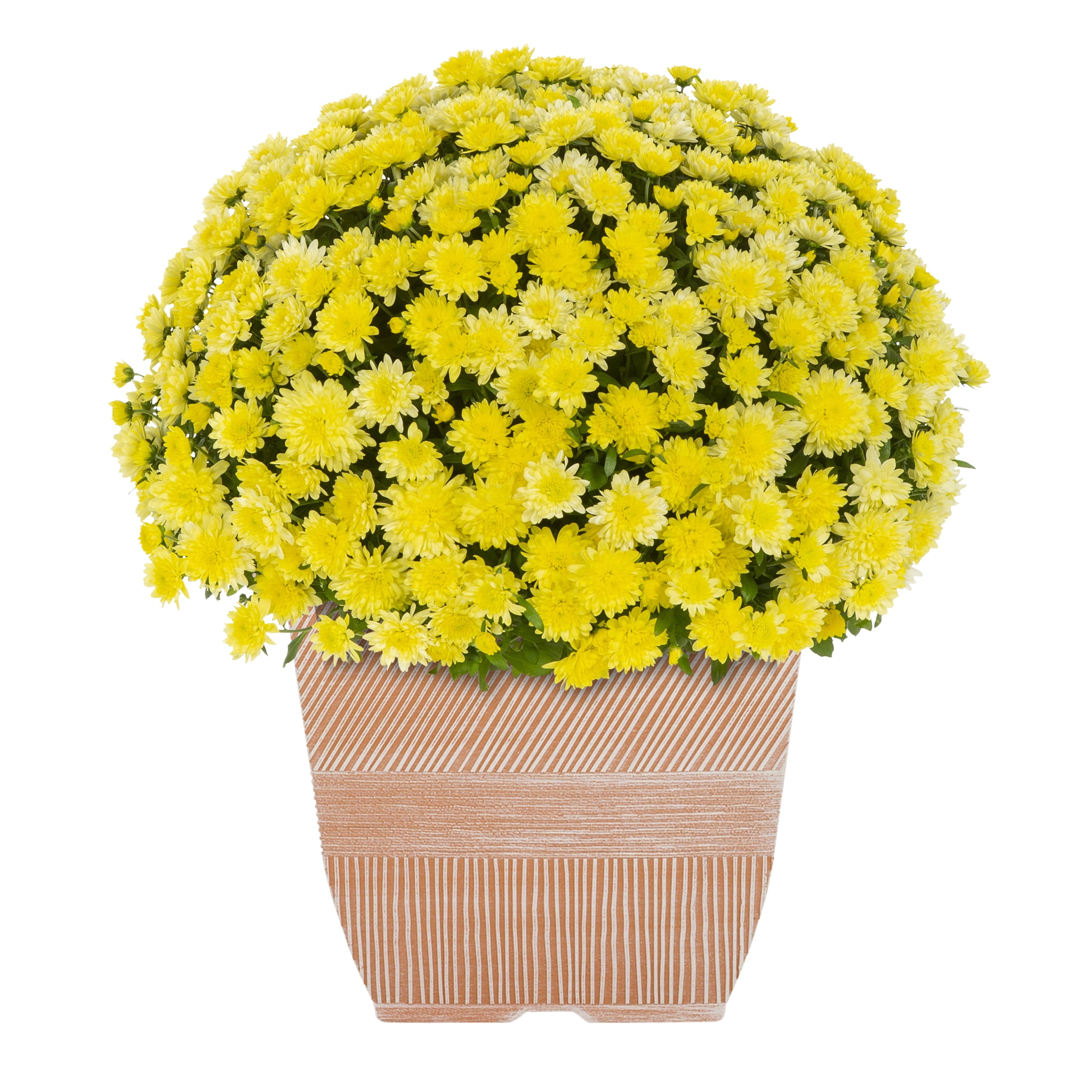 Expert Gardener 1 gal Yellow Garden Mum Live Plant in Decorative Planter