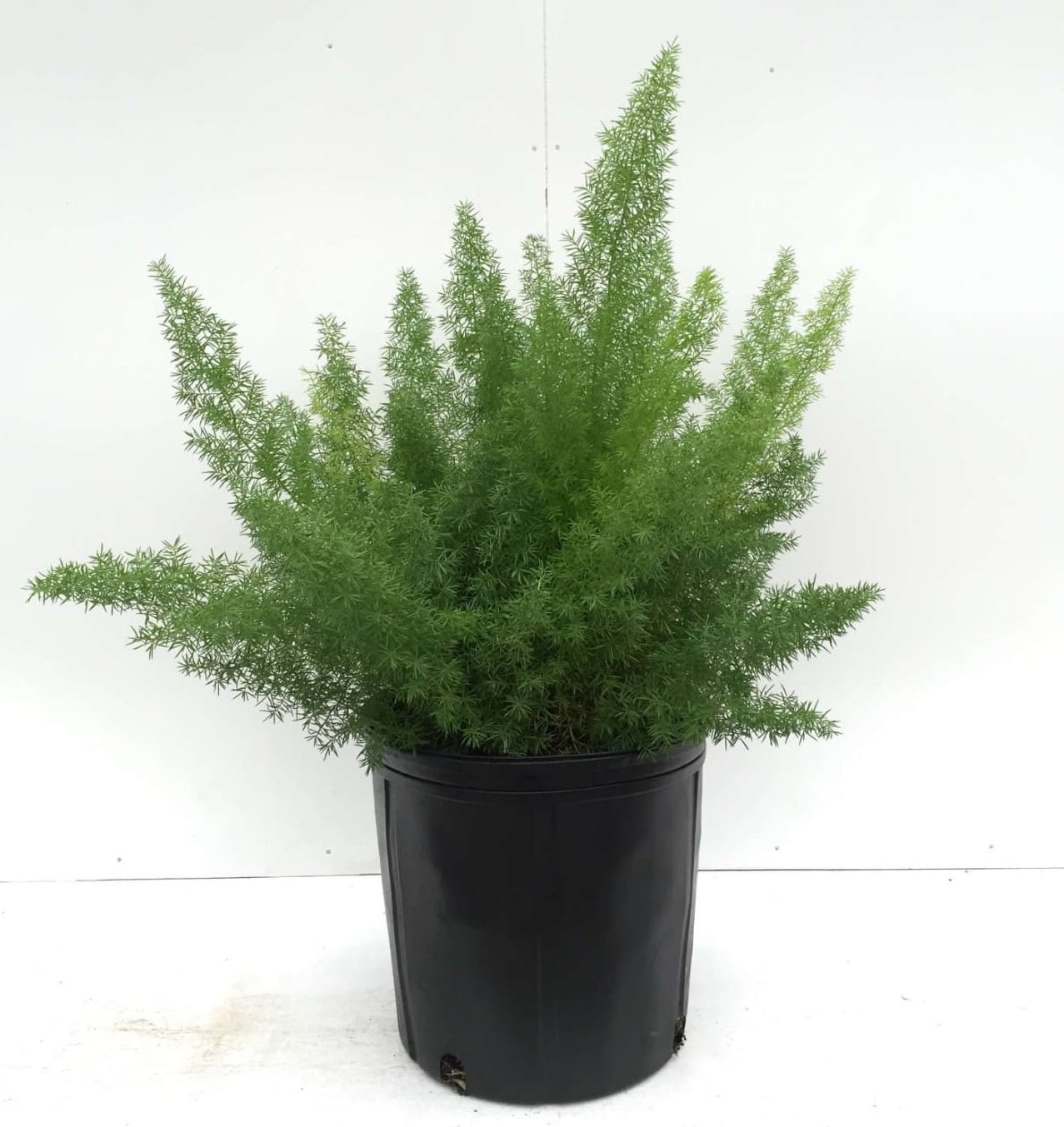 Expert Gardener 1PT Aparagus Fern Green Annual Live Plant