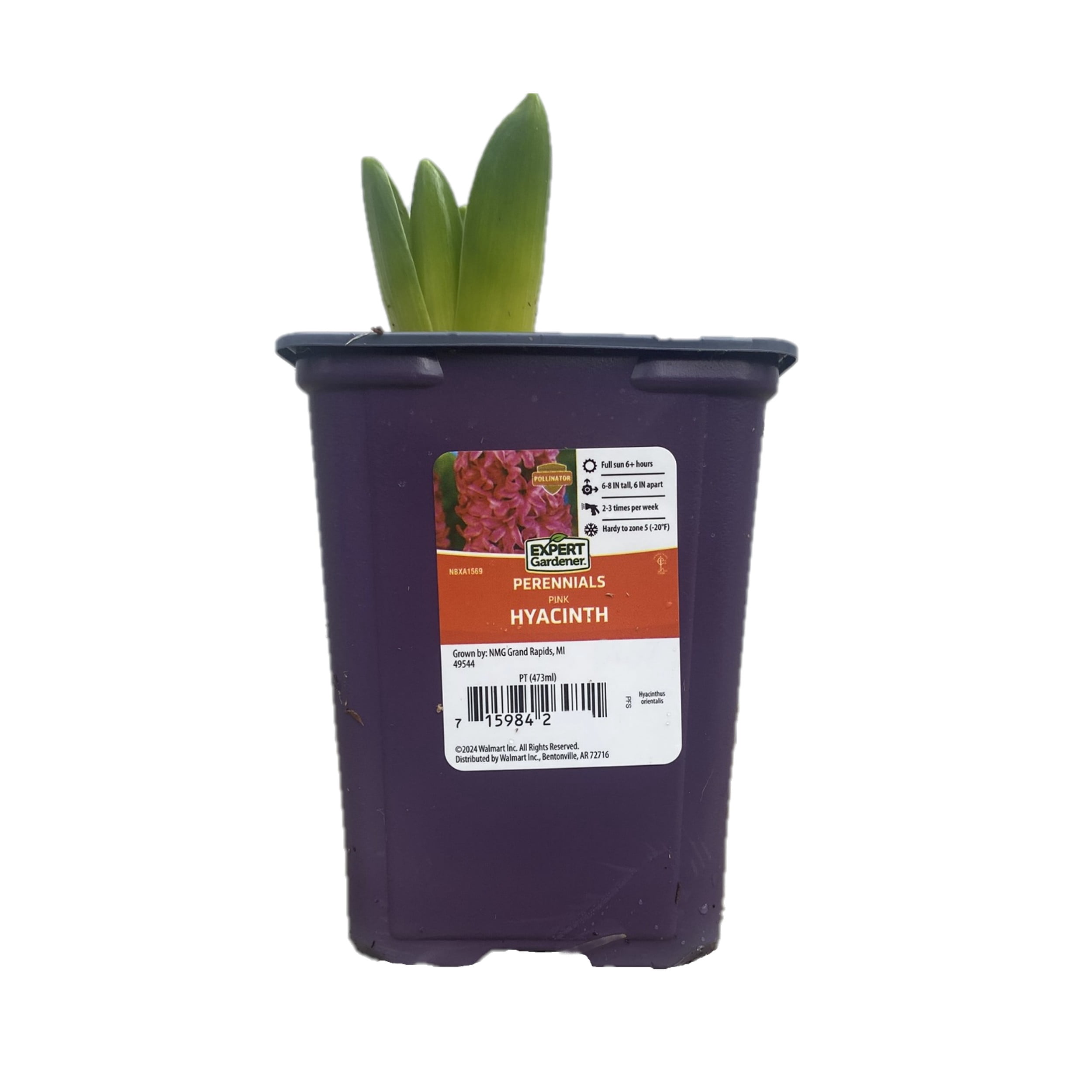 Expert Gardener 1PT Hyacinth Live Plants in a Grower Pot - Walmart.com