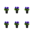 thumbnail image 1 of Expert Gardener 1PT Blue Pansy Live Annual Plant Sun 6-Pack, 1 of 6