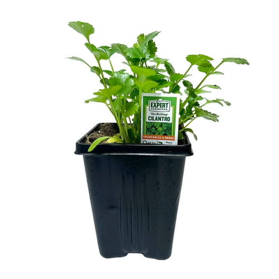 Expert Gardener 1PT Cilantro Plant, Full Sun