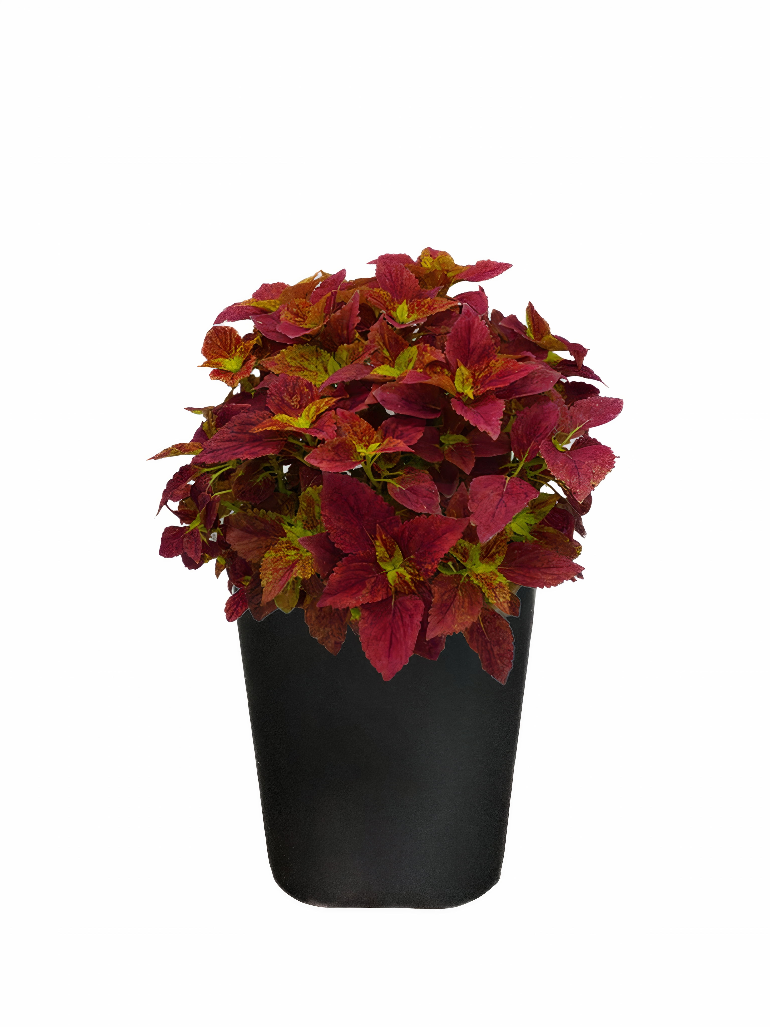 Expert Gardener 1PT Coleus Live Plant Grower Pot Full Sun