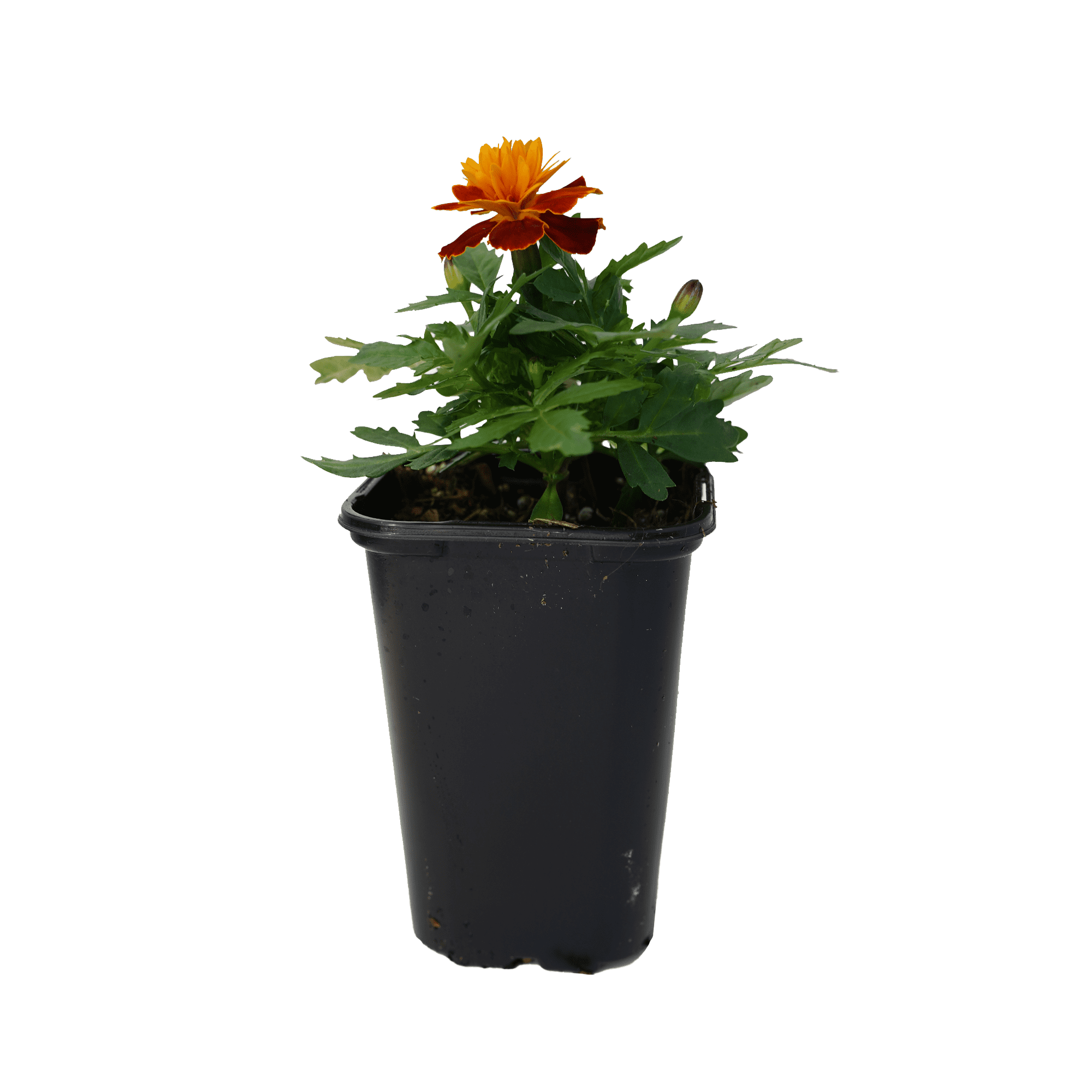 Expert Gardener 1PT French Marigold Live Plants, Various Colors