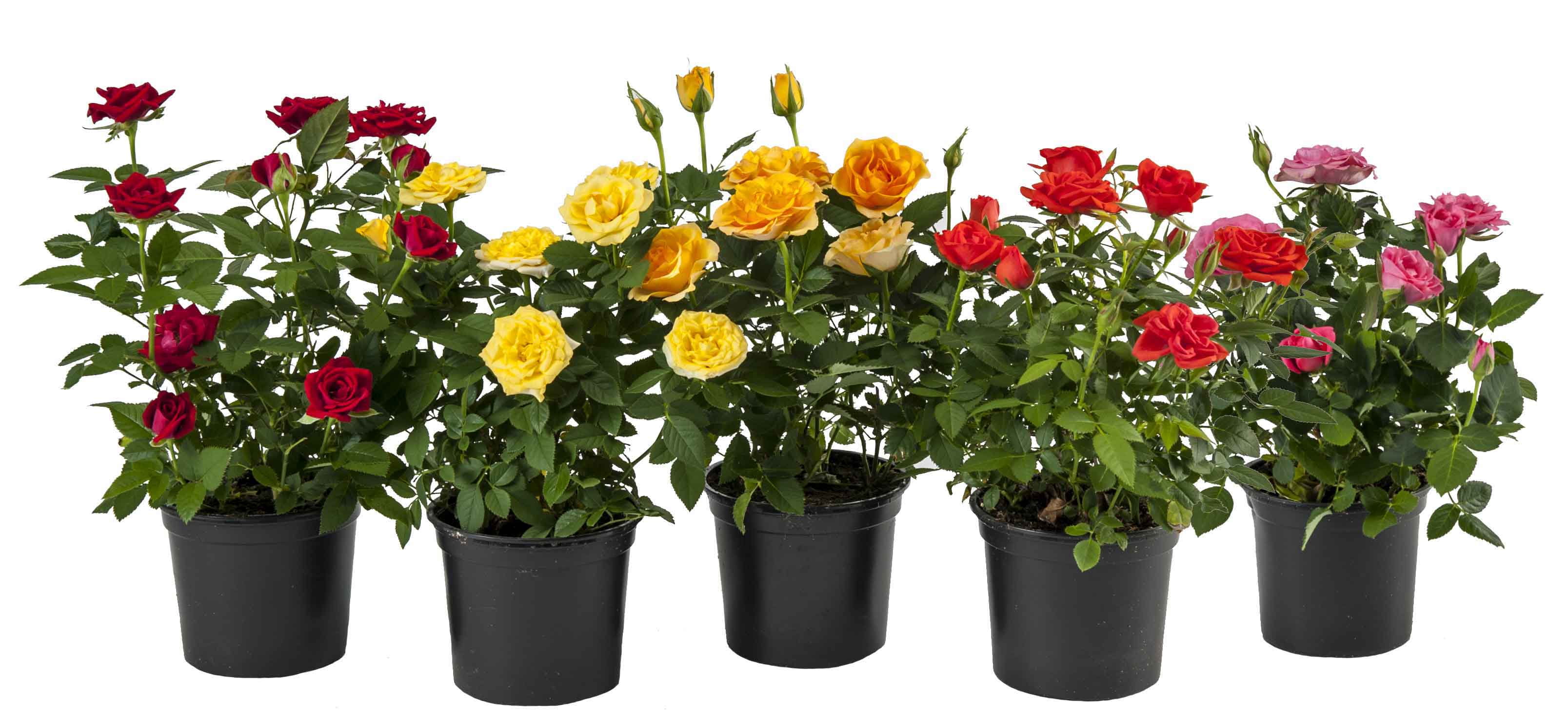 Expert Gardener 1PT Garden Mini Rose Full Sun Shrub