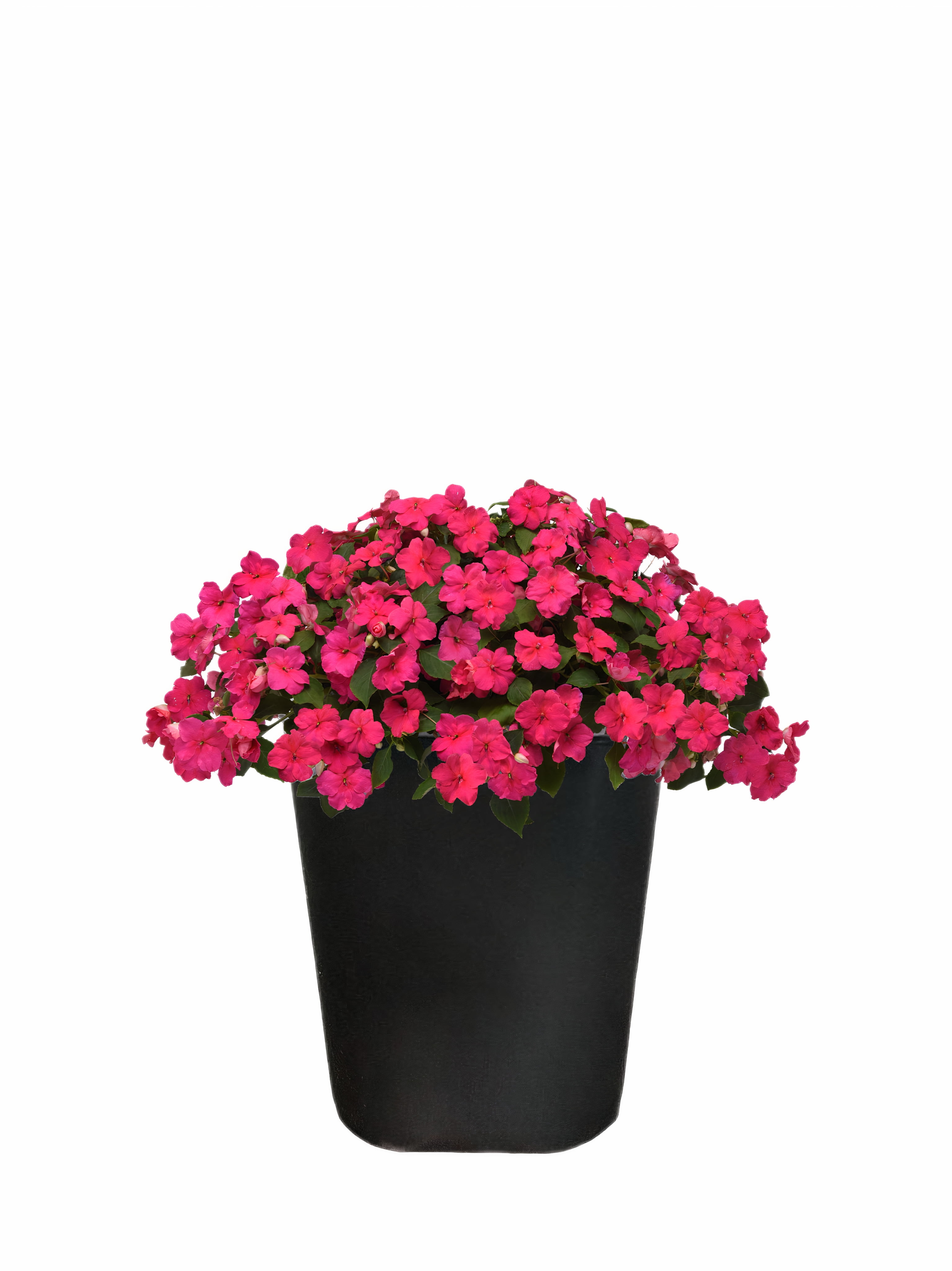 Expert Gardener 1PT Impatiens Live Plant Grower Pot Full Sun