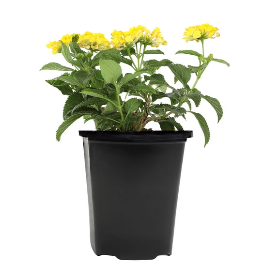 Expert Gardener 1PT Lantana Live Plant