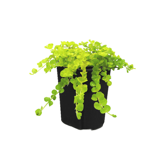 Expert Gardener 1PT Lysimachia Perennials Live Plants, Full Sun, Green