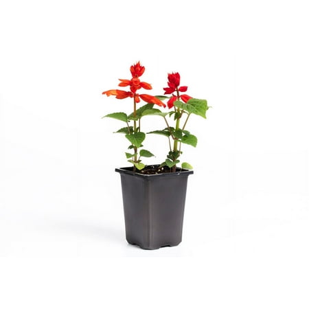 Expert Gardener Mojave Red Salvia Annual Live Plant