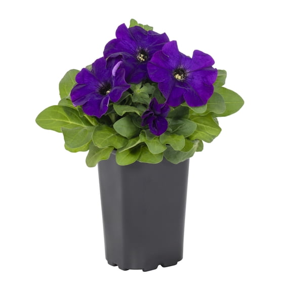 Expert Gardener 1PT Multicolor Petunia AnnualPlant Sun