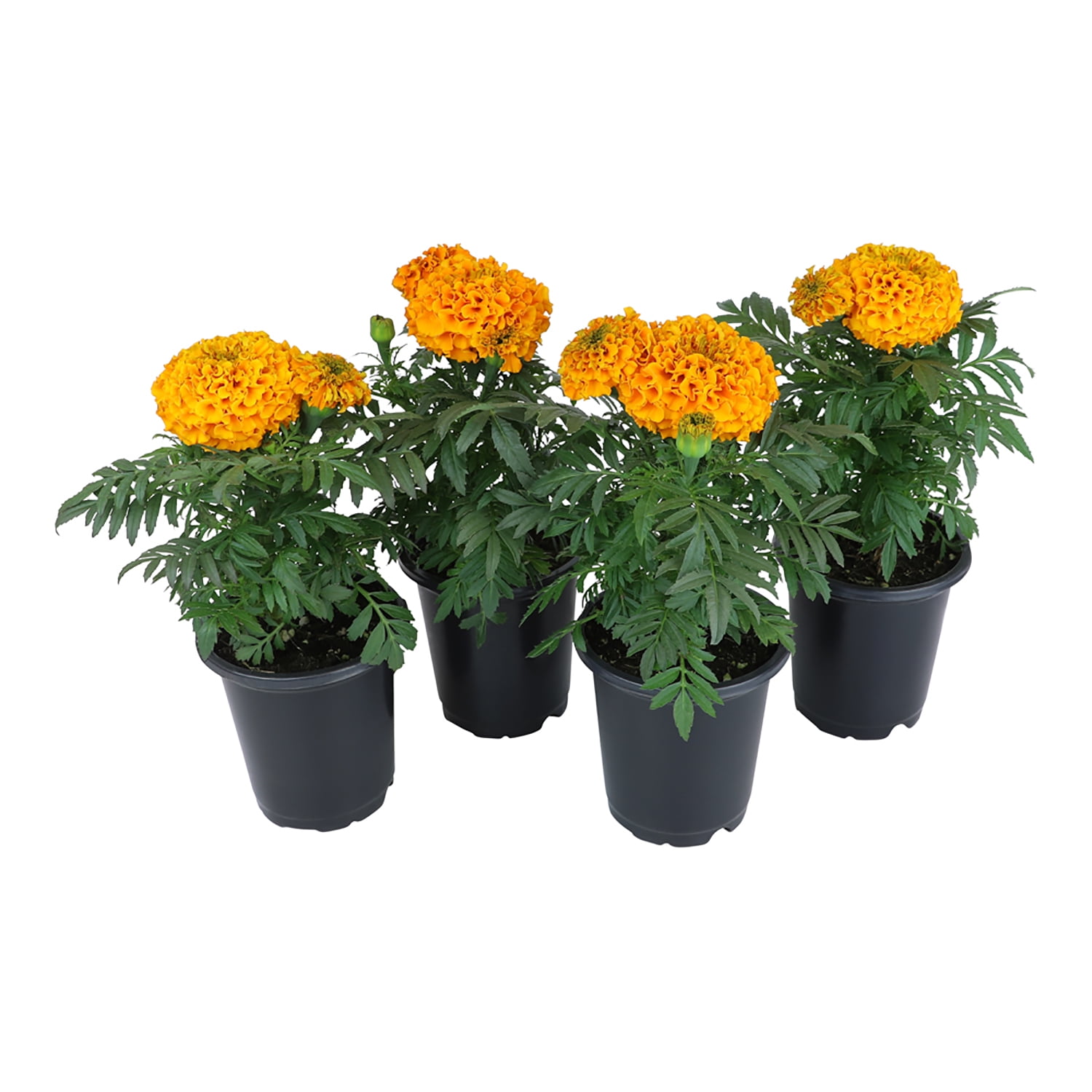 Expert Gardener 4-Pack Orange Marigol...