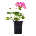 thumbnail image 1 of Expert Gardener 8" Pink Geranium Live Plants in 4" Grower Pot Full Sun, 1 of 7
