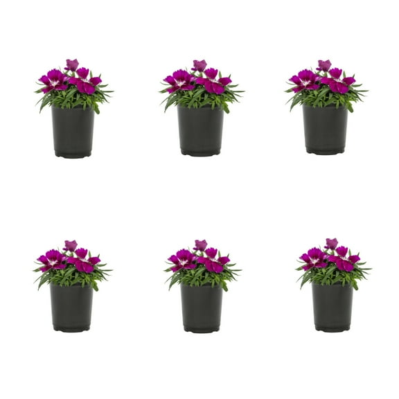 Expert Gardener 1PT Purple White Dianthus Live Annual Plant Sun 6-Pack