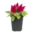 Expert Gardener 1PT Red Celosia Live Plant Grower Pot Full Sun