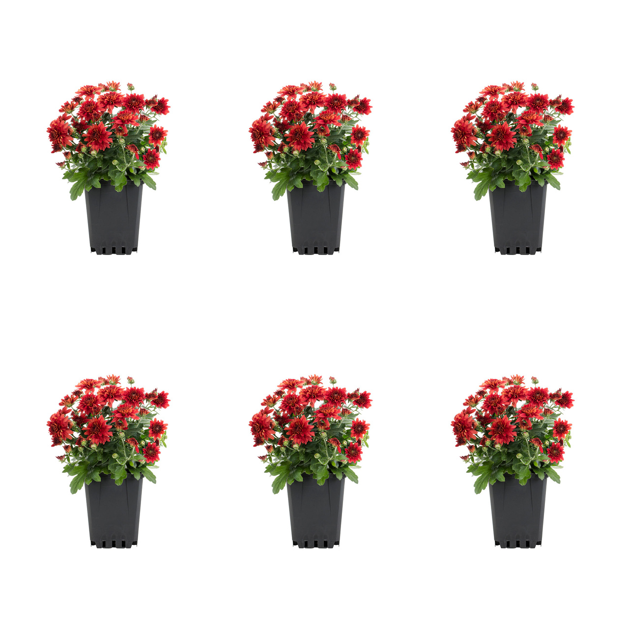 Van Zyverden PrePlanted Amaryllis Red with Red Cache Ceramic Planter