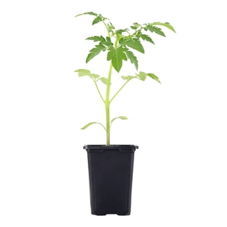 aloe vera plant pics Aloe Plant Care - How to Grow Aloe Vera main image 1