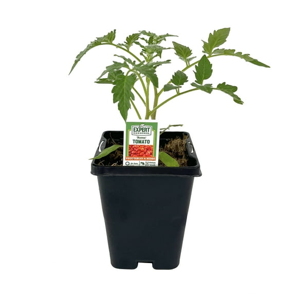 Expert Gardener 1PT Roma Tomato Plant, Full Sun